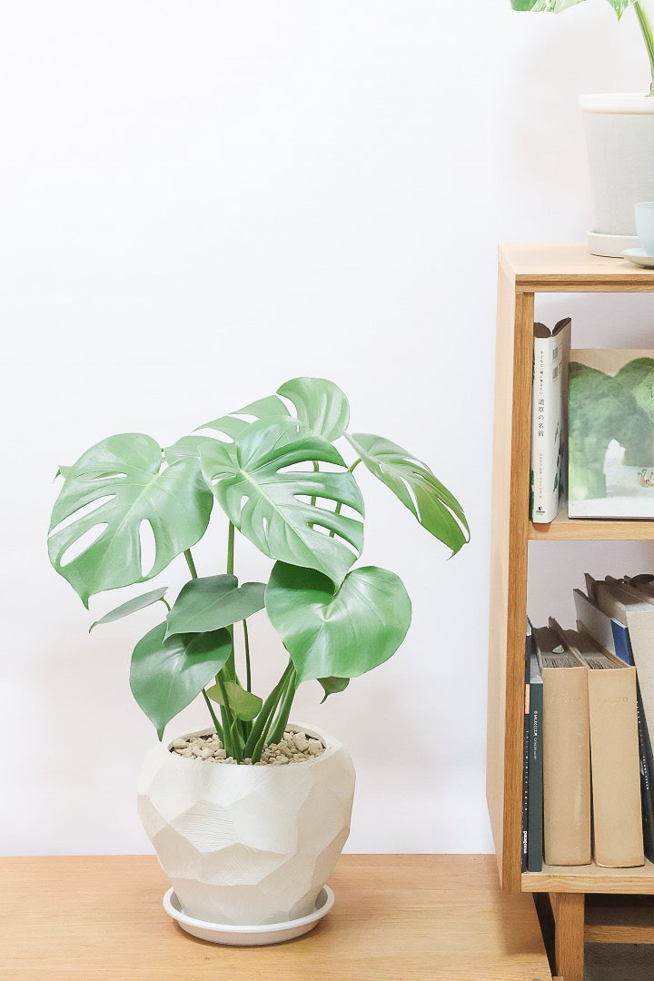 【モンステラ】かなり久々の入荷！久々に良い樹形のモノが入荷しました！POTのデザインもスタイリッシュ！