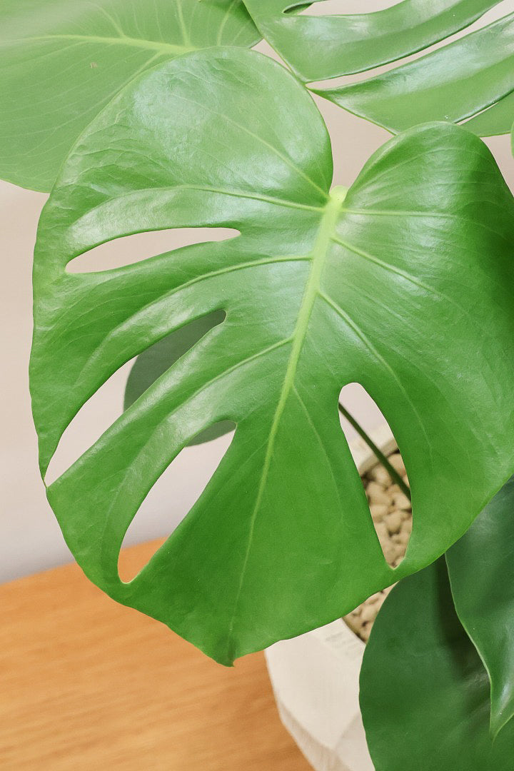 【モンステラ】かなり久々の入荷！久々に良い樹形のモノが入荷しました！POTのデザインもスタイリッシュ！