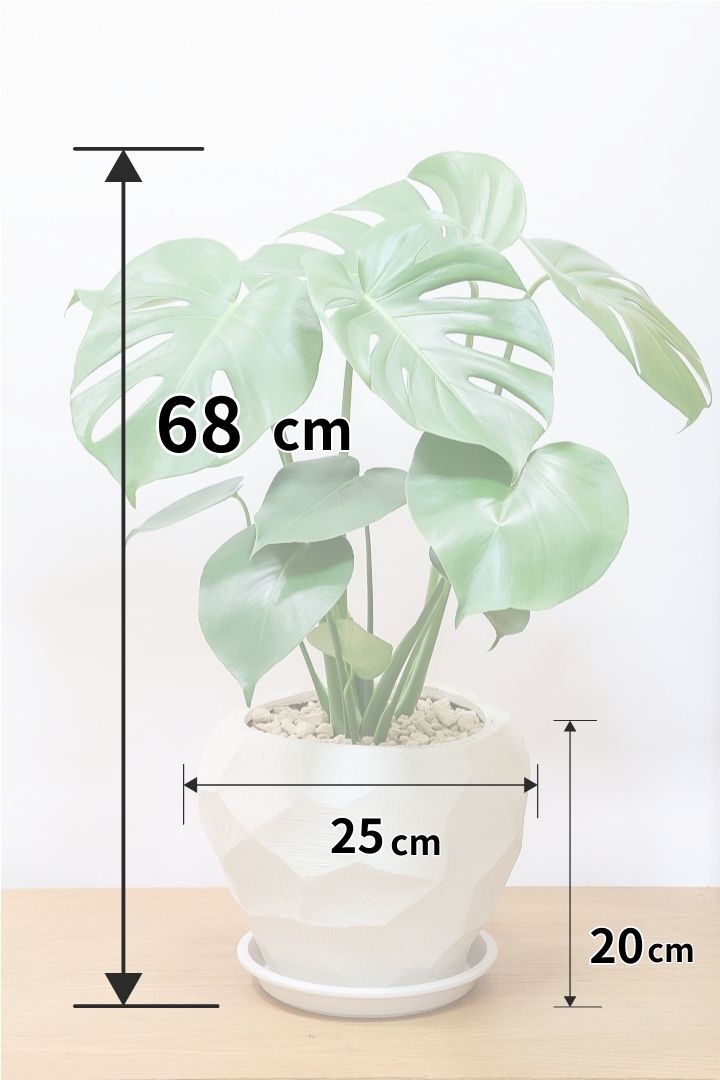 【モンステラ】かなり久々の入荷！久々に良い樹形のモノが入荷しました！POTのデザインもスタイリッシュ！