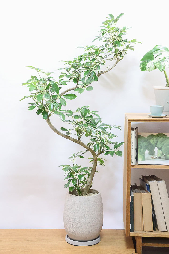 【シェフレラ ミルキー】カッコいい樹形とボリュームのある大きさ！ホワイト＆グリーンのとってもかわいい葉が特徴です！