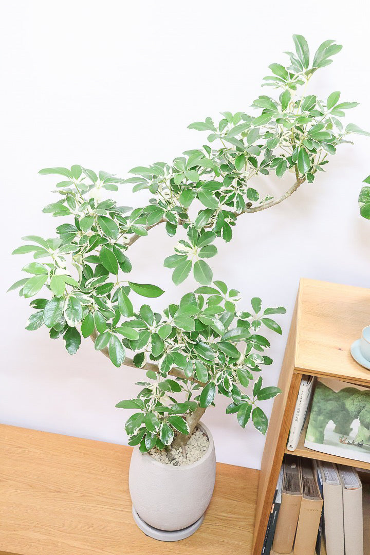 【シェフレラ ミルキー】カッコいい樹形とボリュームのある大きさ！ホワイト＆グリーンのとってもかわいい葉が特徴です！