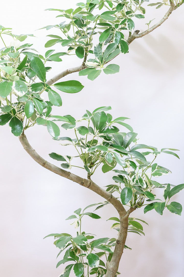 【シェフレラ ミルキー】カッコいい樹形とボリュームのある大きさ！ホワイト＆グリーンのとってもかわいい葉が特徴です！