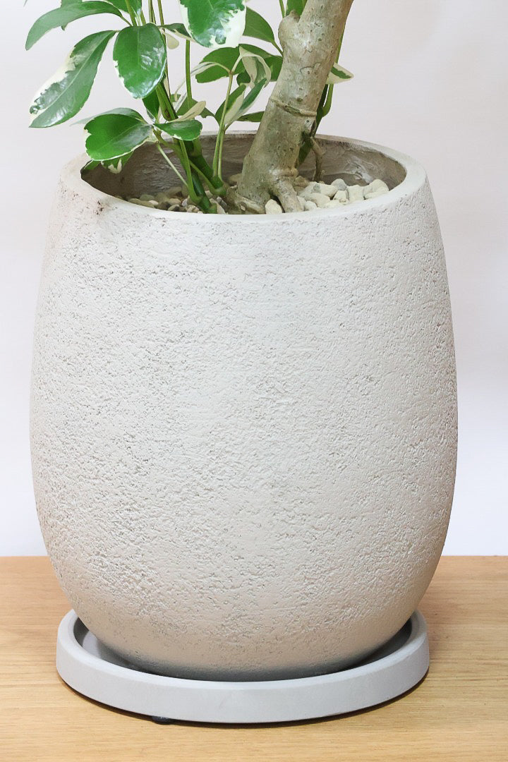 【シェフレラ ミルキー】カッコいい樹形とボリュームのある大きさ！ホワイト＆グリーンのとってもかわいい葉が特徴です！