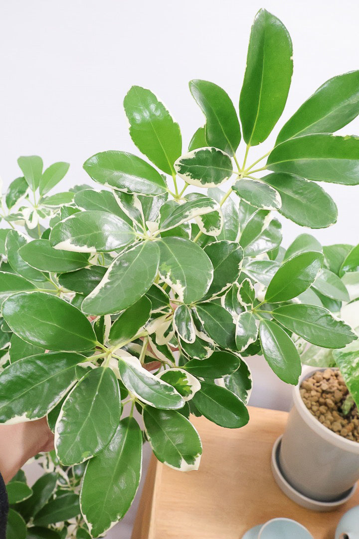 【シェフレラ ミルキー】カッコいい樹形とボリュームのある大きさ！ホワイト＆グリーンのとってもかわいい葉が特徴です！