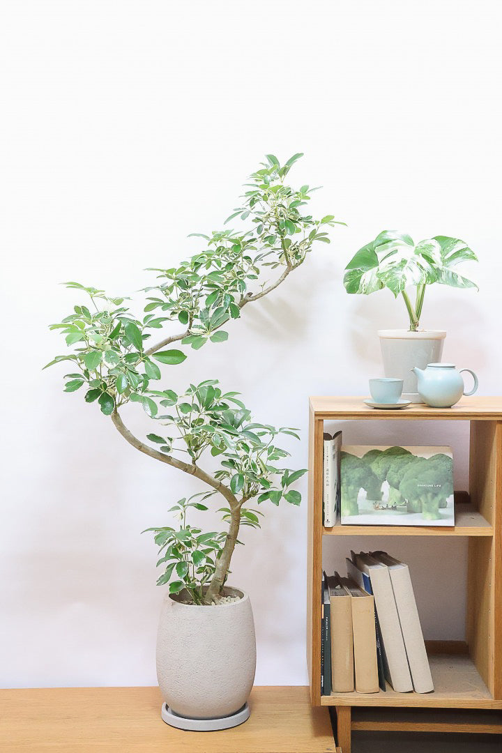 【シェフレラ ミルキー】カッコいい樹形とボリュームのある大きさ！ホワイト＆グリーンのとってもかわいい葉が特徴です！