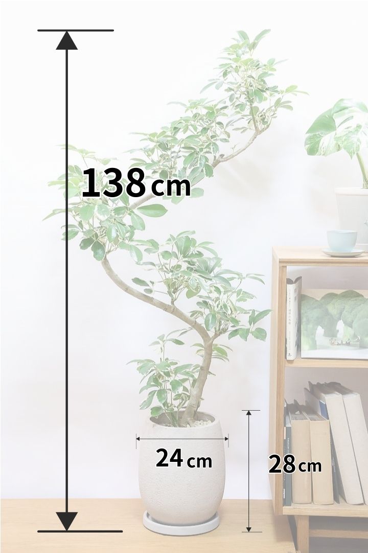 【シェフレラ ミルキー】カッコいい樹形とボリュームのある大きさ！ホワイト＆グリーンのとってもかわいい葉が特徴です！