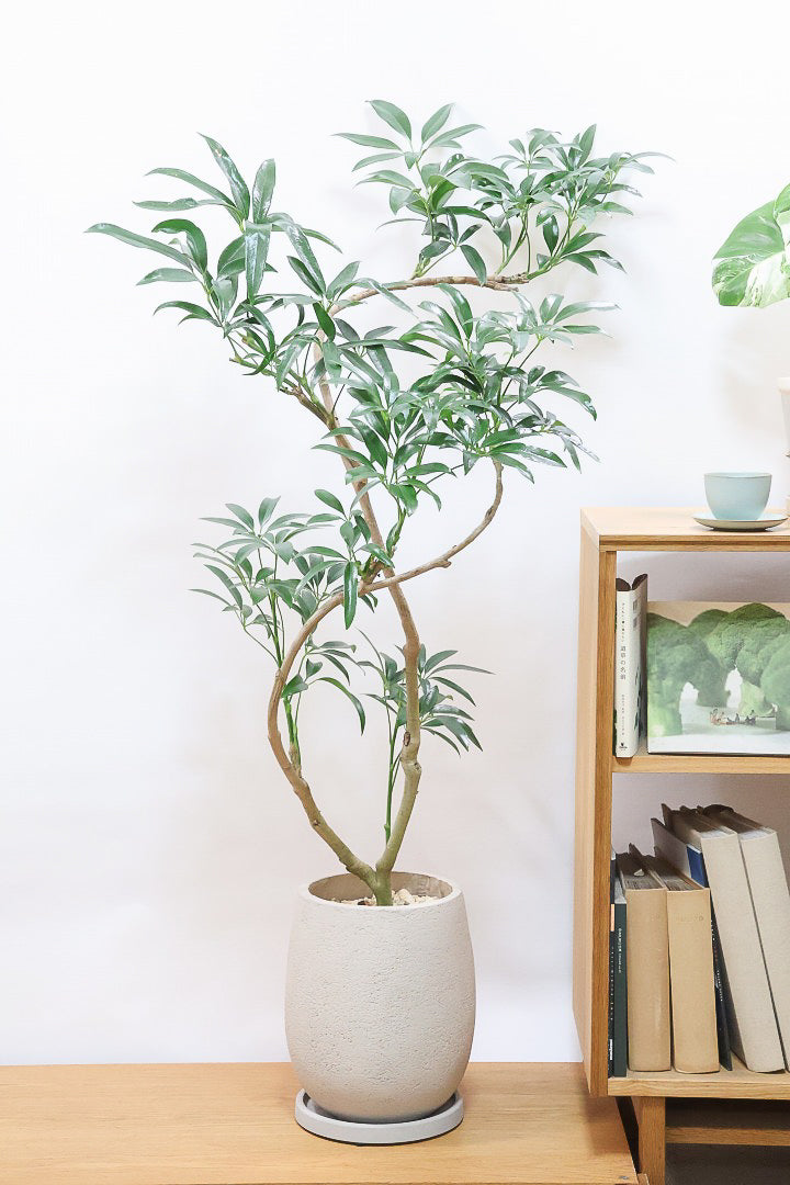 【シェフレラ アンガスティフォリア】幹のカーブがとても美しいくて存在感のある大きさ。とにかく丈夫で育てやすい！