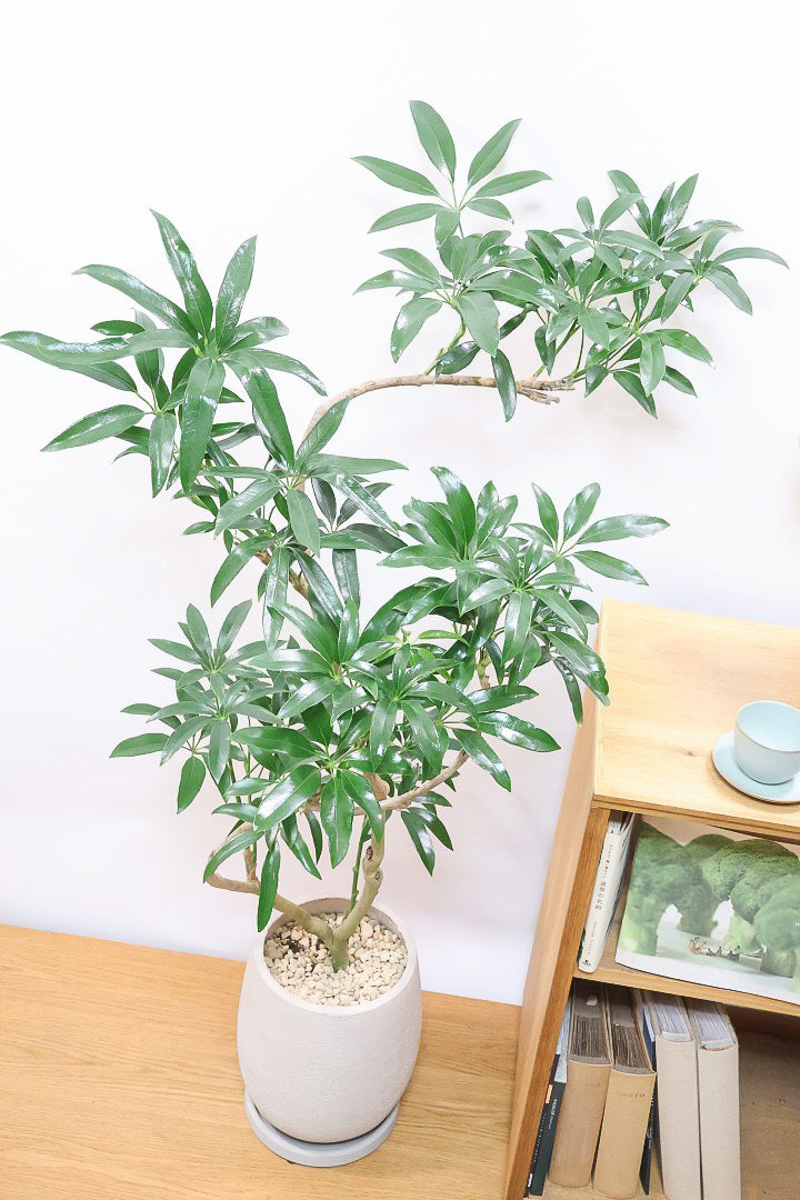 【シェフレラ アンガスティフォリア】幹のカーブがとても美しいくて存在感のある大きさ。とにかく丈夫で育てやすい！