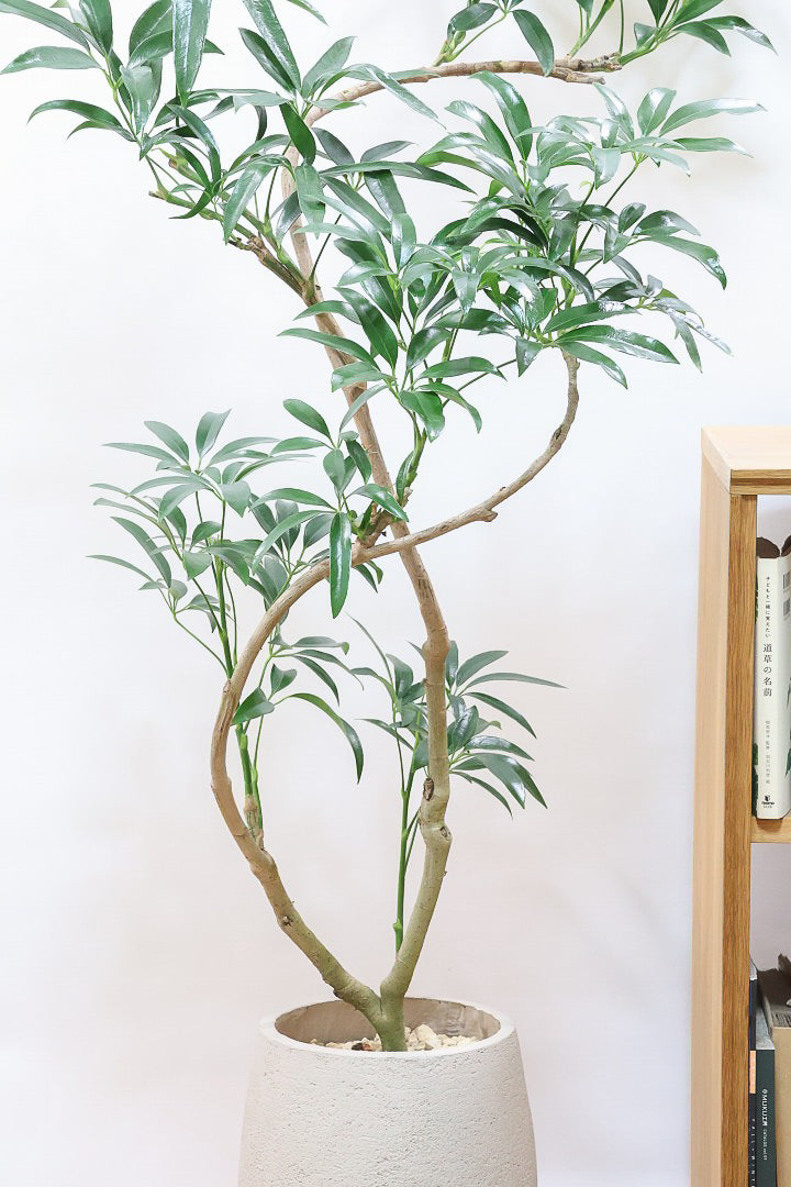 【シェフレラ アンガスティフォリア】幹のカーブがとても美しいくて存在感のある大きさ。とにかく丈夫で育てやすい！