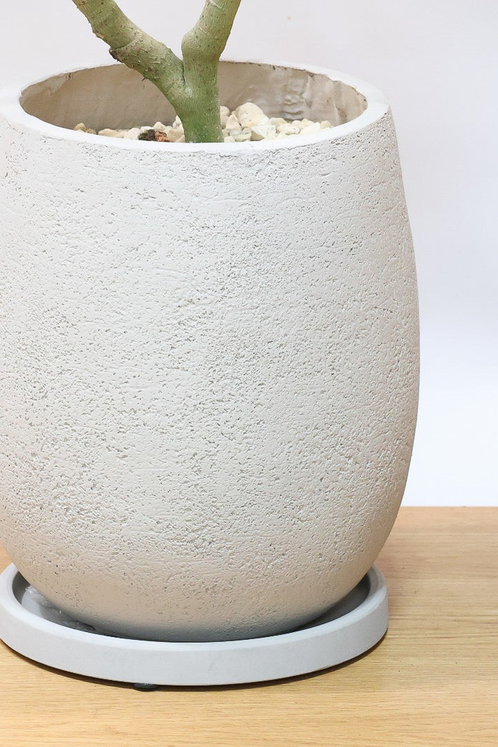 【シェフレラ アンガスティフォリア】幹のカーブがとても美しいくて存在感のある大きさ。とにかく丈夫で育てやすい！