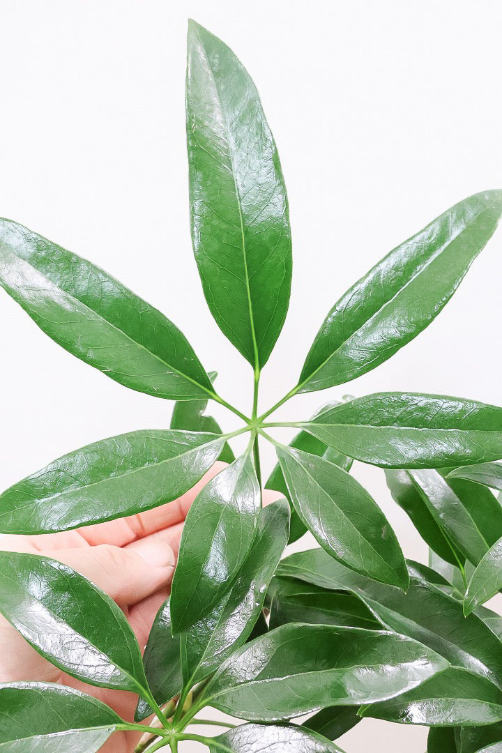 【シェフレラ アンガスティフォリア】幹のカーブがとても美しいくて存在感のある大きさ。とにかく丈夫で育てやすい！