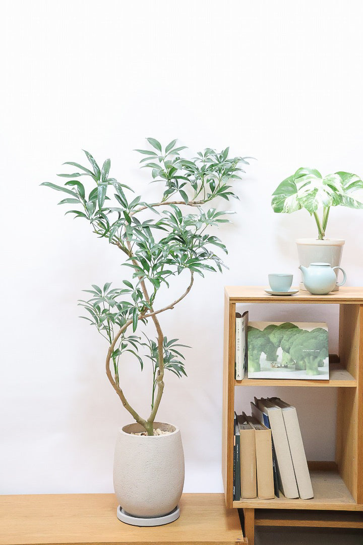 【シェフレラ アンガスティフォリア】幹のカーブがとても美しいくて存在感のある大きさ。とにかく丈夫で育てやすい！