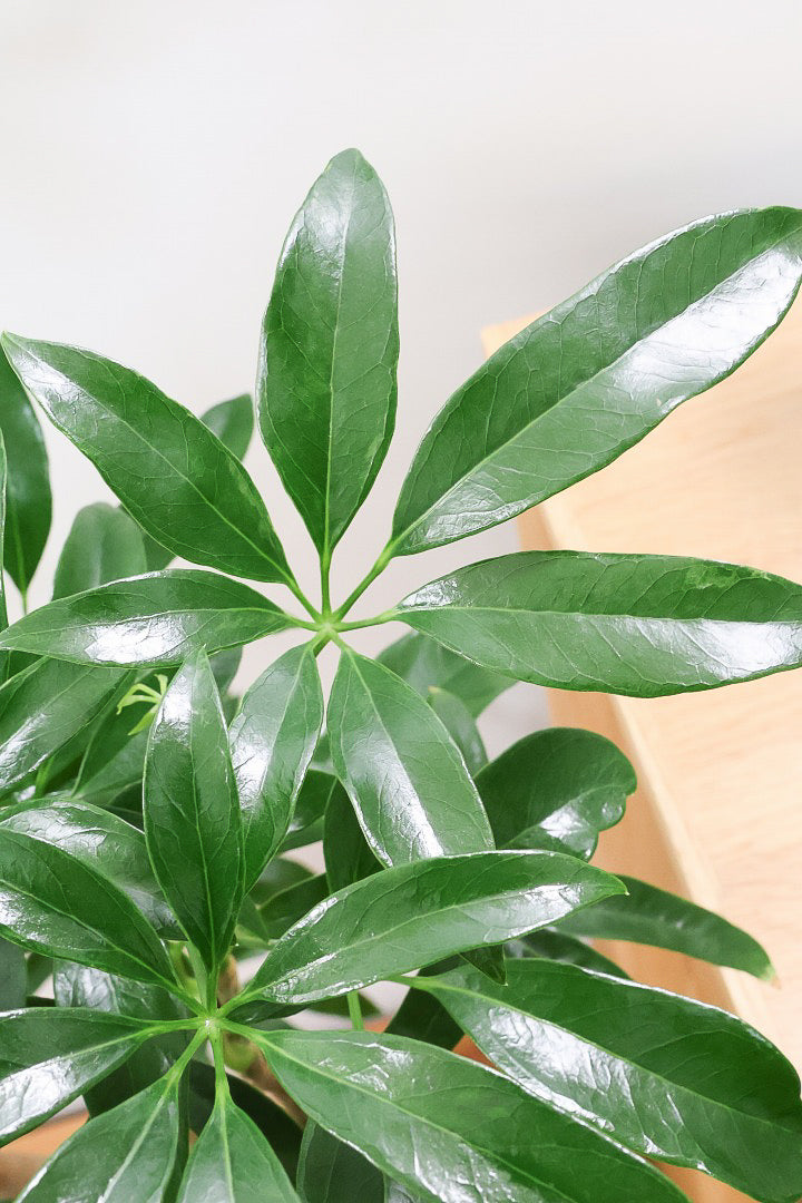 【シェフレラ アンガスティフォリア】幹のカーブがとても美しいくて存在感のある大きさ。とにかく丈夫で育てやすい！