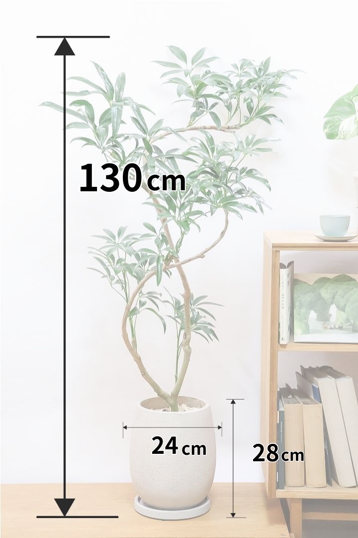 【シェフレラ アンガスティフォリア】幹のカーブがとても美しいくて存在感のある大きさ。とにかく丈夫で育てやすい！