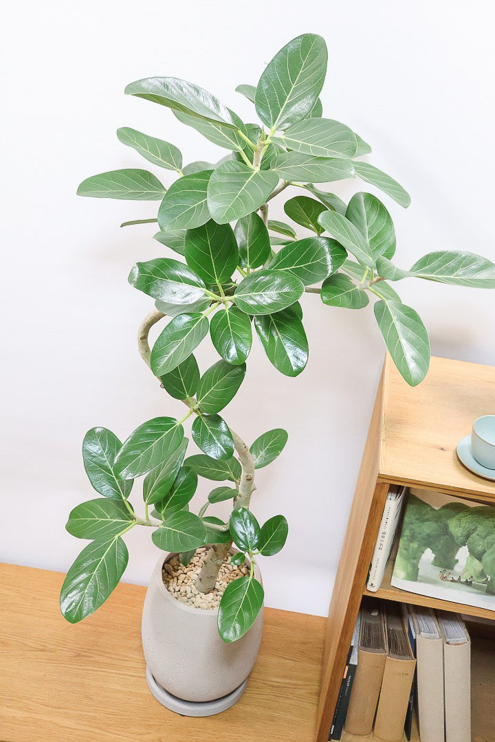 【ベンガレンシス】この樹形はイイ！温暖な鹿児島県で生長したしっかりとした幹！自信を持っておすすめします！