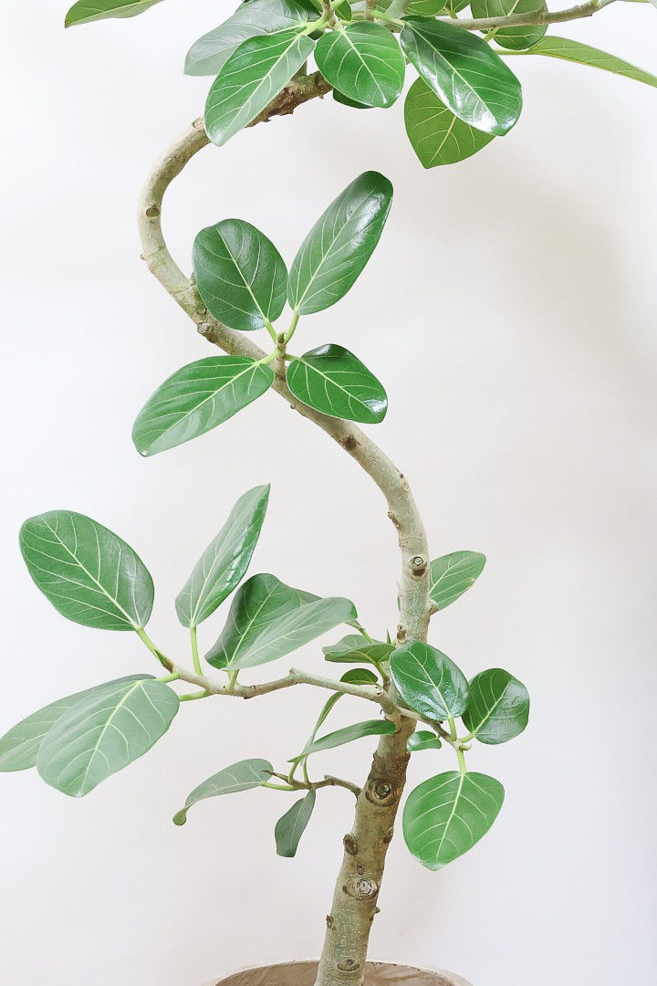 【ベンガレンシス】この樹形はイイ！温暖な鹿児島県で生長したしっかりとした幹！自信を持っておすすめします！