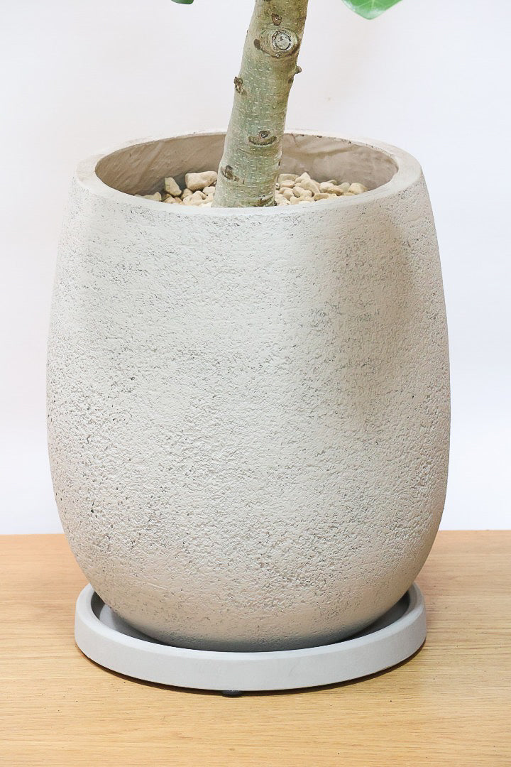 【ベンガレンシス】この樹形はイイ！温暖な鹿児島県で生長したしっかりとした幹！自信を持っておすすめします！