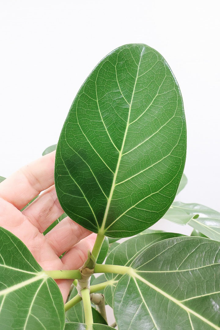 【ベンガレンシス】この樹形はイイ！温暖な鹿児島県で生長したしっかりとした幹！自信を持っておすすめします！