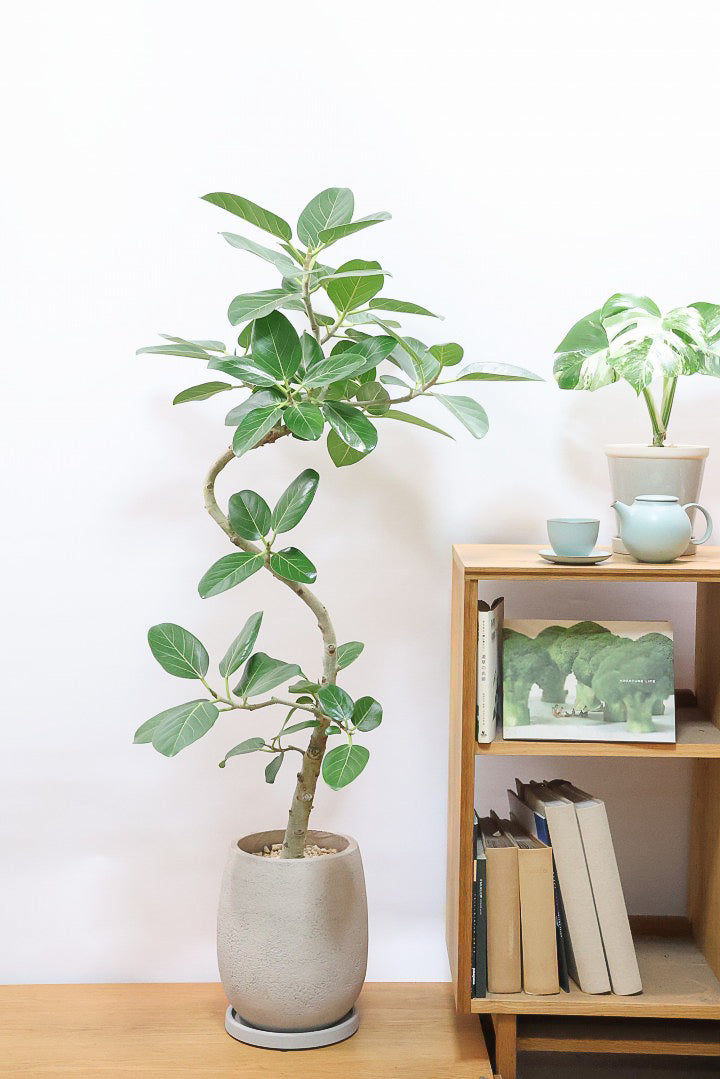 【ベンガレンシス】この樹形はイイ！温暖な鹿児島県で生長したしっかりとした幹！自信を持っておすすめします！