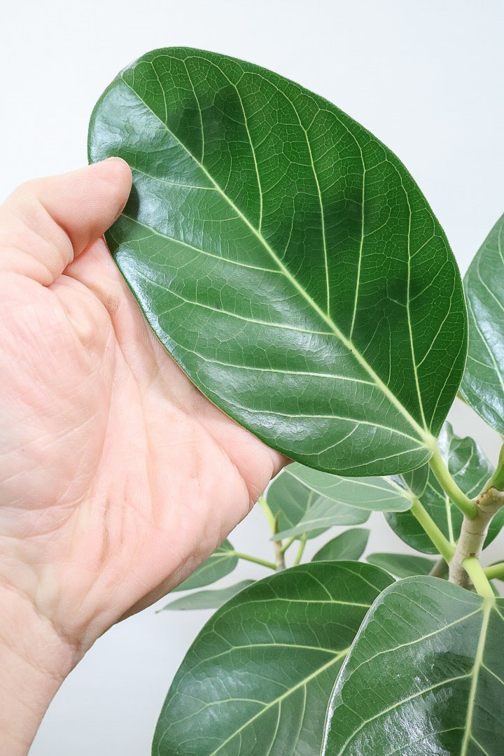 【ベンガレンシス】この樹形はイイ！温暖な鹿児島県で生長したしっかりとした幹！自信を持っておすすめします！