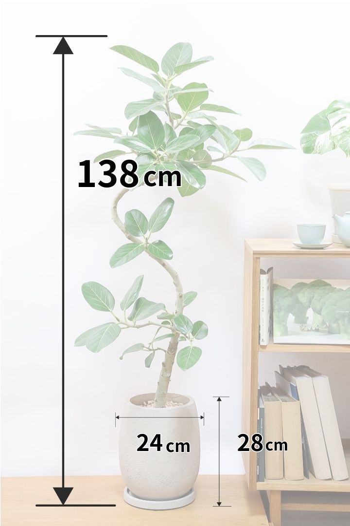 【ベンガレンシス】この樹形はイイ！温暖な鹿児島県で生長したしっかりとした幹！自信を持っておすすめします！