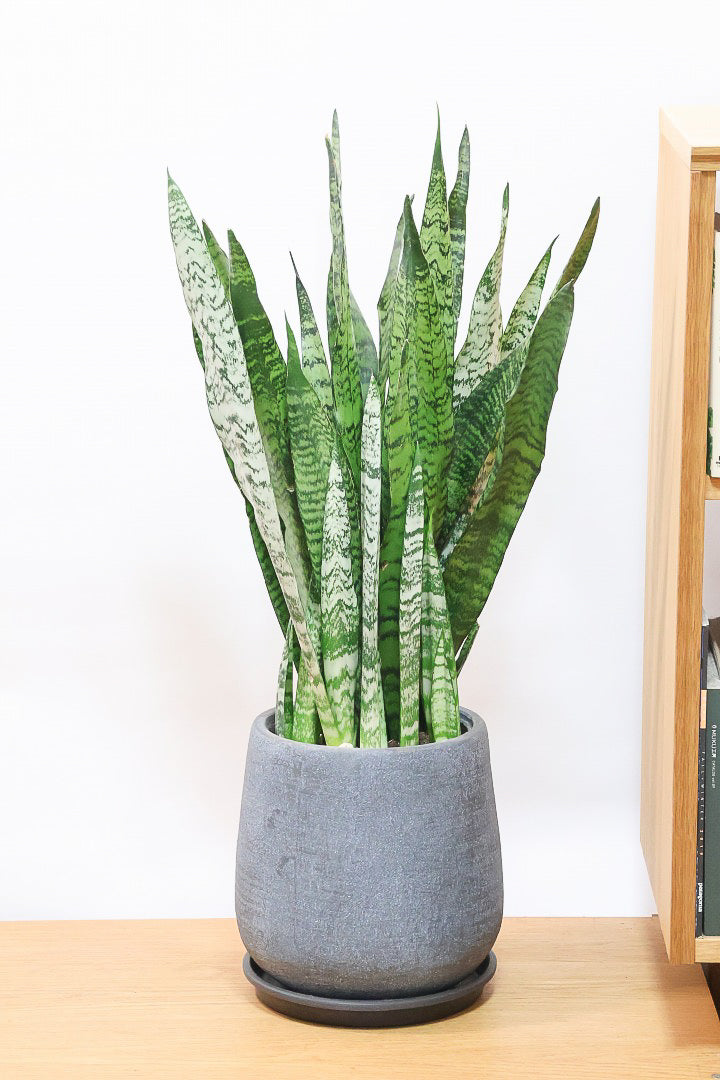 【サンスベリア ゼラニカ】ボリュームがあるタイプ！葉色もイイ感じに仕上がっておりますので、ぜひともご検討ください！