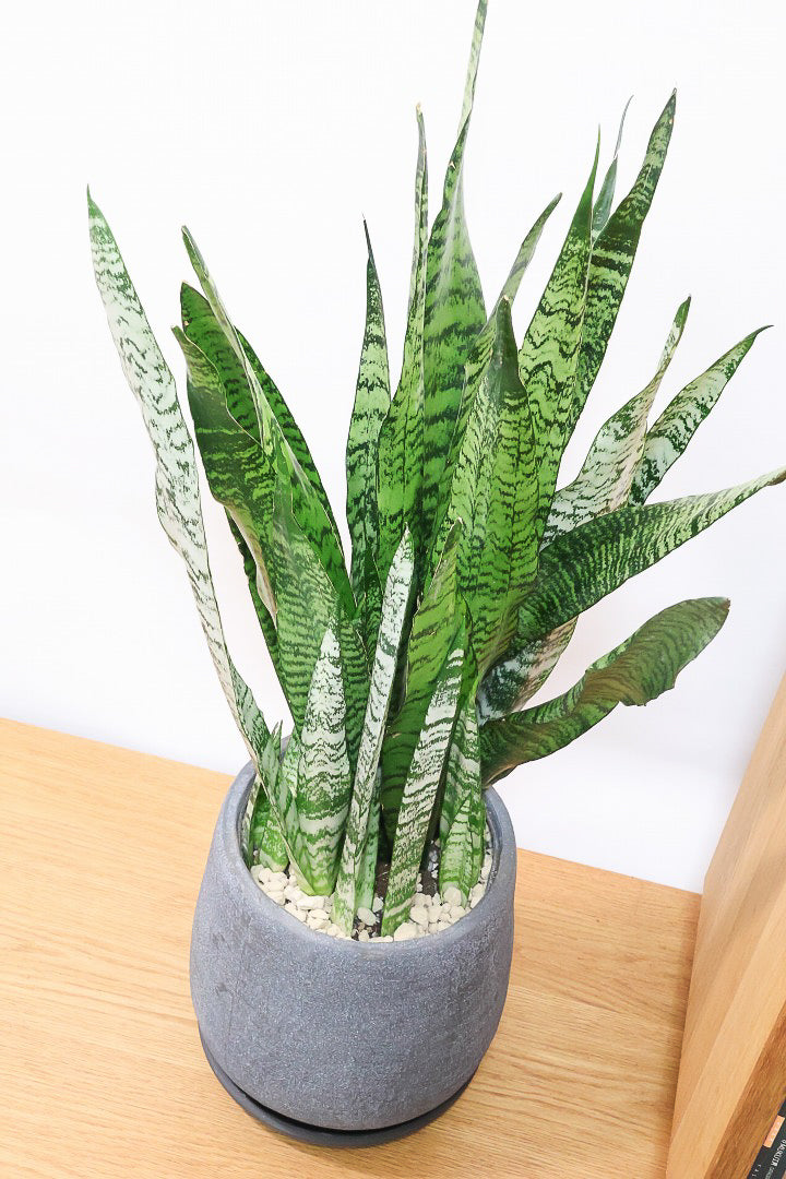 【サンスベリア ゼラニカ】ボリュームがあるタイプ！葉色もイイ感じに仕上がっておりますので、ぜひともご検討ください！