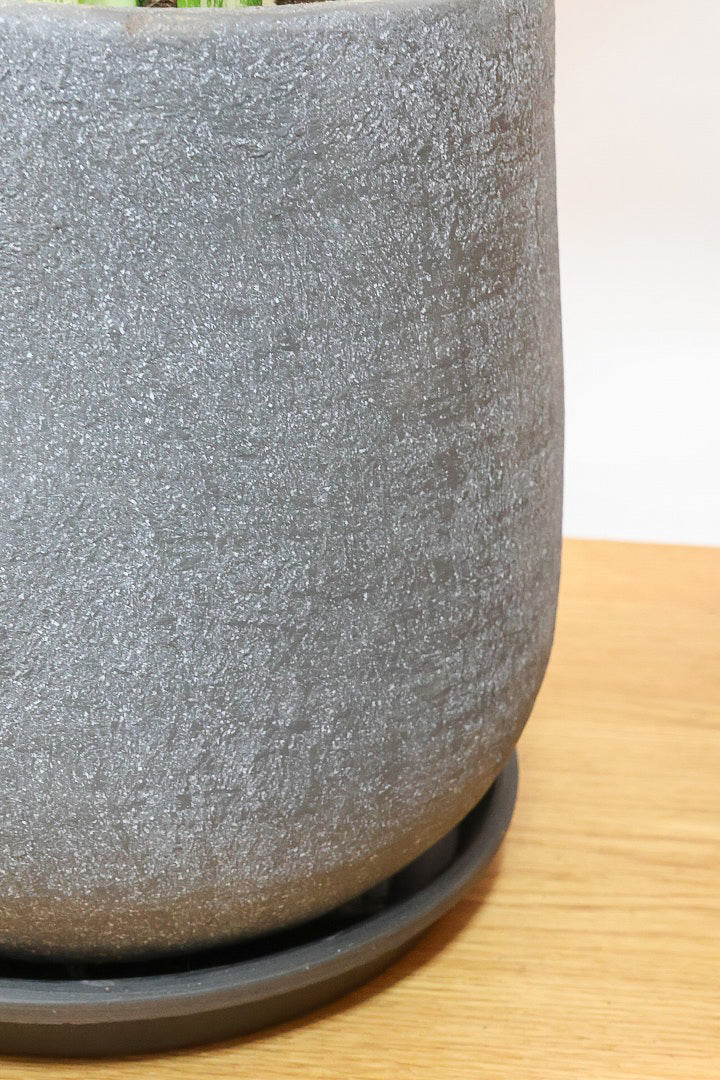 【サンスベリア ゼラニカ】ボリュームがあるタイプ！葉色もイイ感じに仕上がっておりますので、ぜひともご検討ください！