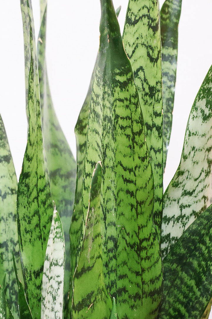 【サンスベリア ゼラニカ】ボリュームがあるタイプ！葉色もイイ感じに仕上がっておりますので、ぜひともご検討ください！