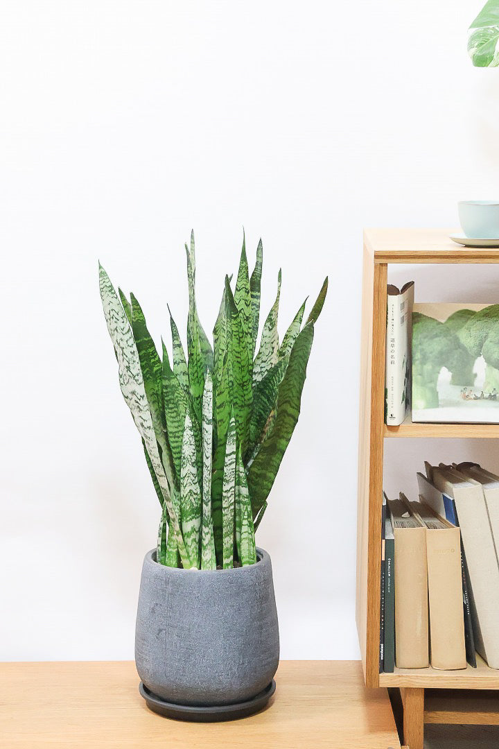 【サンスベリア ゼラニカ】ボリュームがあるタイプ！葉色もイイ感じに仕上がっておりますので、ぜひともご検討ください！