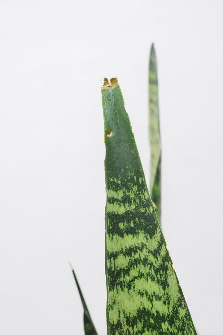 【サンスベリア ゼラニカ】ボリュームがあるタイプ！葉色もイイ感じに仕上がっておりますので、ぜひともご検討ください！