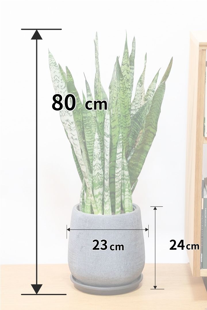 【サンスベリア ゼラニカ】ボリュームがあるタイプ！葉色もイイ感じに仕上がっておりますので、ぜひともご検討ください！