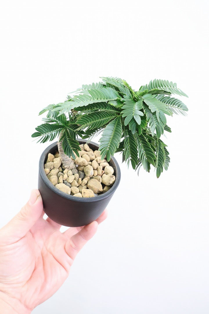 【エバーフレッシュ】このサイズはAPEGOでも初入荷！このサイズでこの幹の仕上がりはめったに入荷しないのでぜひ！