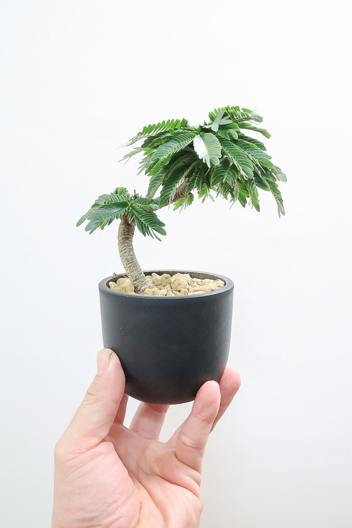 【エバーフレッシュ】このサイズはAPEGOでも初入荷！このサイズでこの幹の仕上がりはめったに入荷しないのでぜひ！