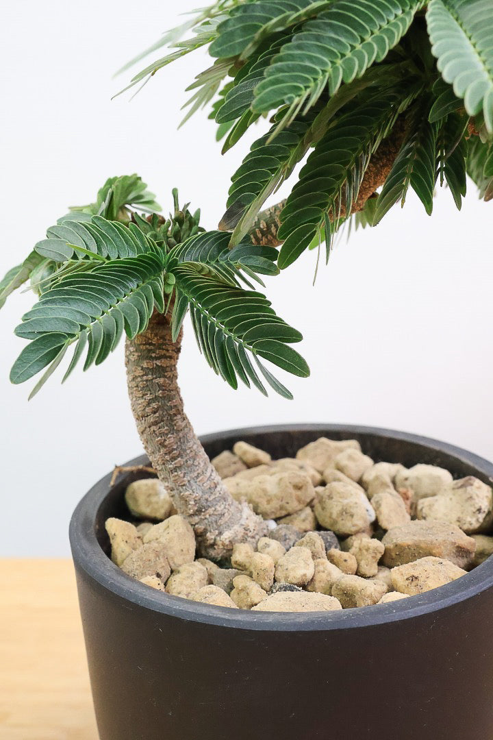 【エバーフレッシュ】このサイズはAPEGOでも初入荷！このサイズでこの幹の仕上がりはめったに入荷しないのでぜひ！