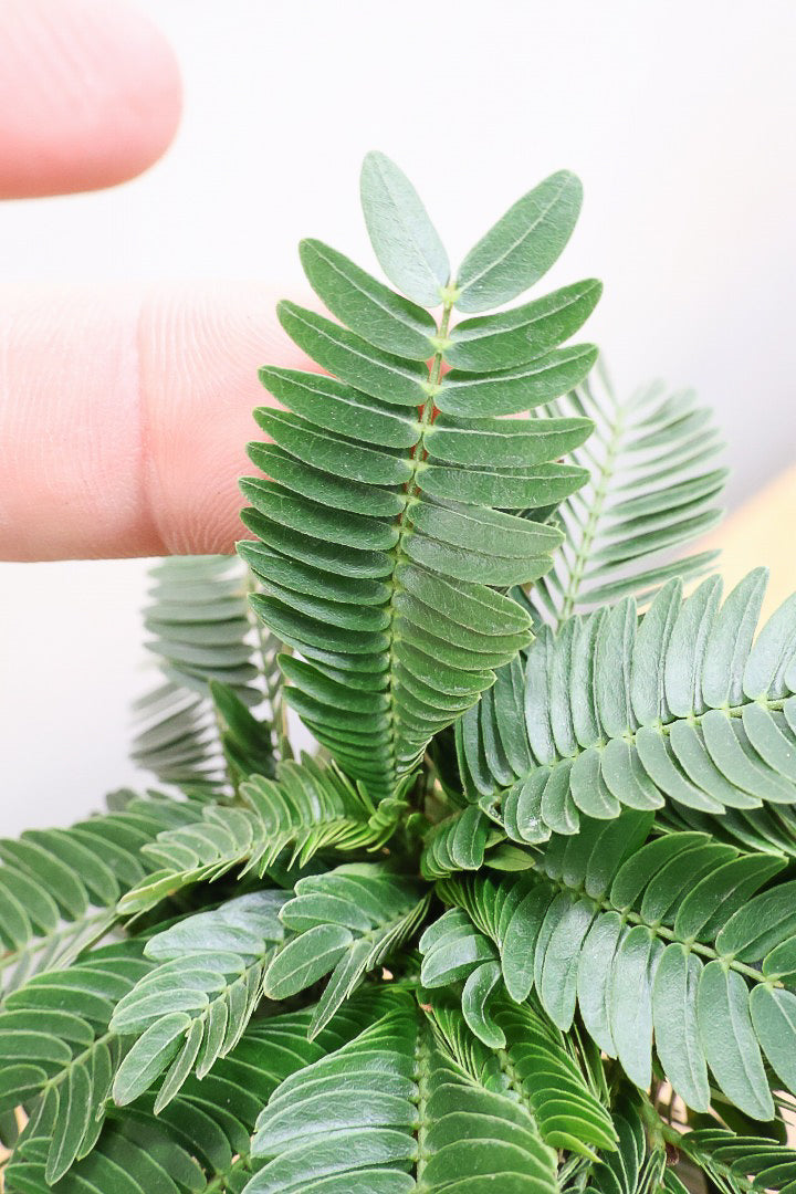 【エバーフレッシュ】このサイズはAPEGOでも初入荷！このサイズでこの幹の仕上がりはめったに入荷しないのでぜひ！