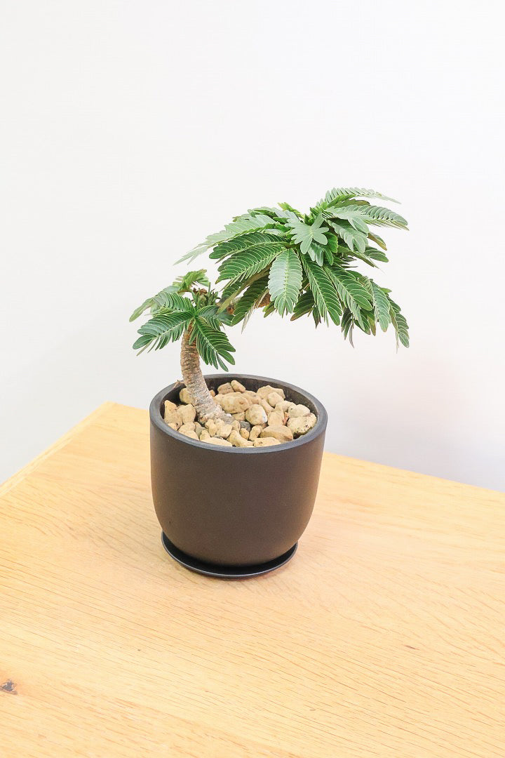 【エバーフレッシュ】このサイズはAPEGOでも初入荷！このサイズでこの幹の仕上がりはめったに入荷しないのでぜひ！