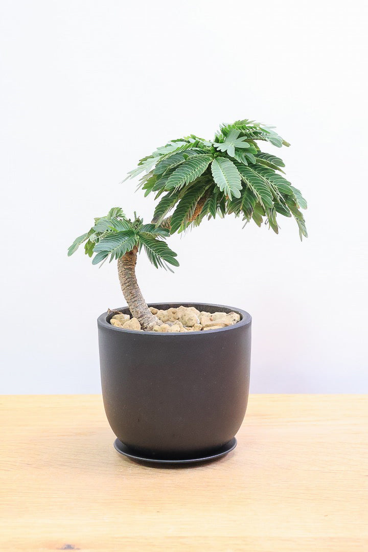 【エバーフレッシュ】このサイズはAPEGOでも初入荷！このサイズでこの幹の仕上がりはめったに入荷しないのでぜひ！