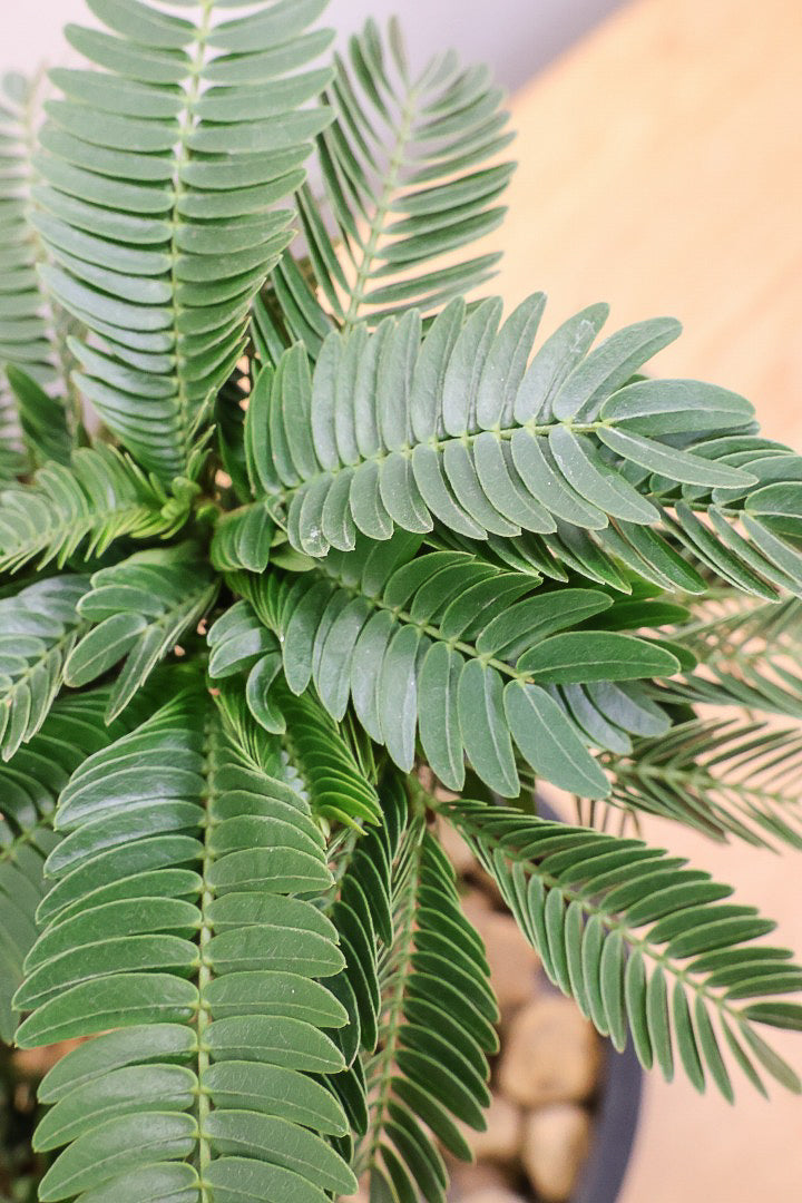 【エバーフレッシュ】このサイズはAPEGOでも初入荷！このサイズでこの幹の仕上がりはめったに入荷しないのでぜひ！