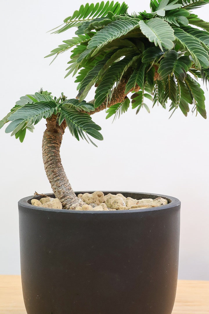 【エバーフレッシュ】このサイズはAPEGOでも初入荷！このサイズでこの幹の仕上がりはめったに入荷しないのでぜひ！