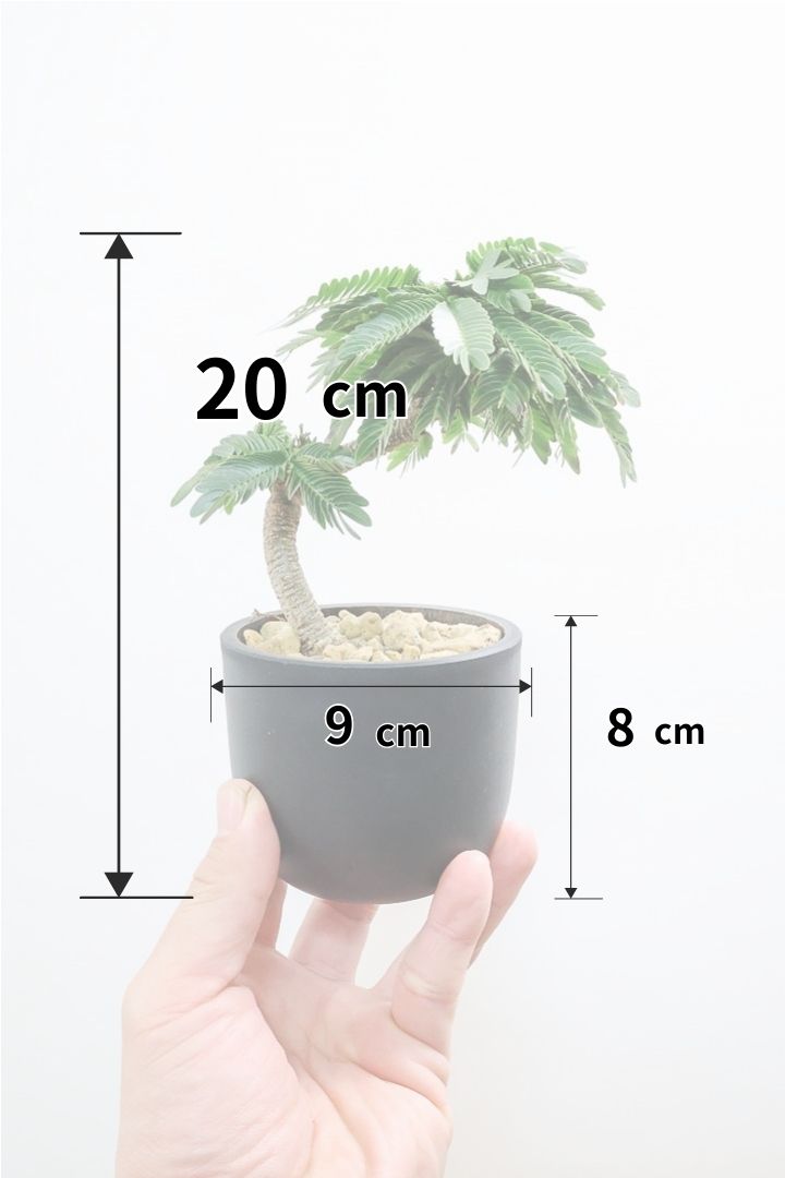 【エバーフレッシュ】このサイズはAPEGOでも初入荷！このサイズでこの幹の仕上がりはめったに入荷しないのでぜひ！