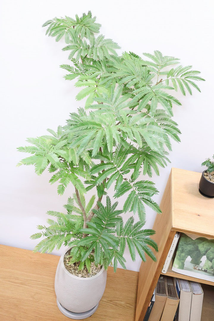 【エバーフレッシュ】ボリュームがあるタイプ！幹もとてもしっかりとしていますので、存在感がありますよ！