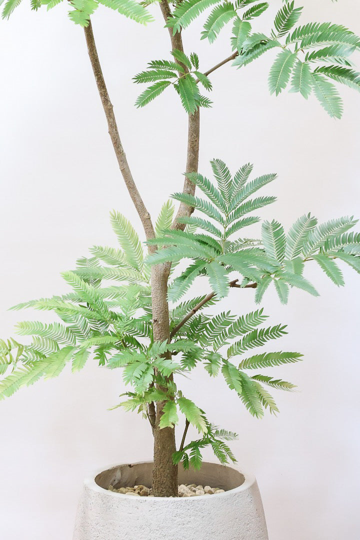 【エバーフレッシュ】ボリュームがあるタイプ！幹もとてもしっかりとしていますので、存在感がありますよ！