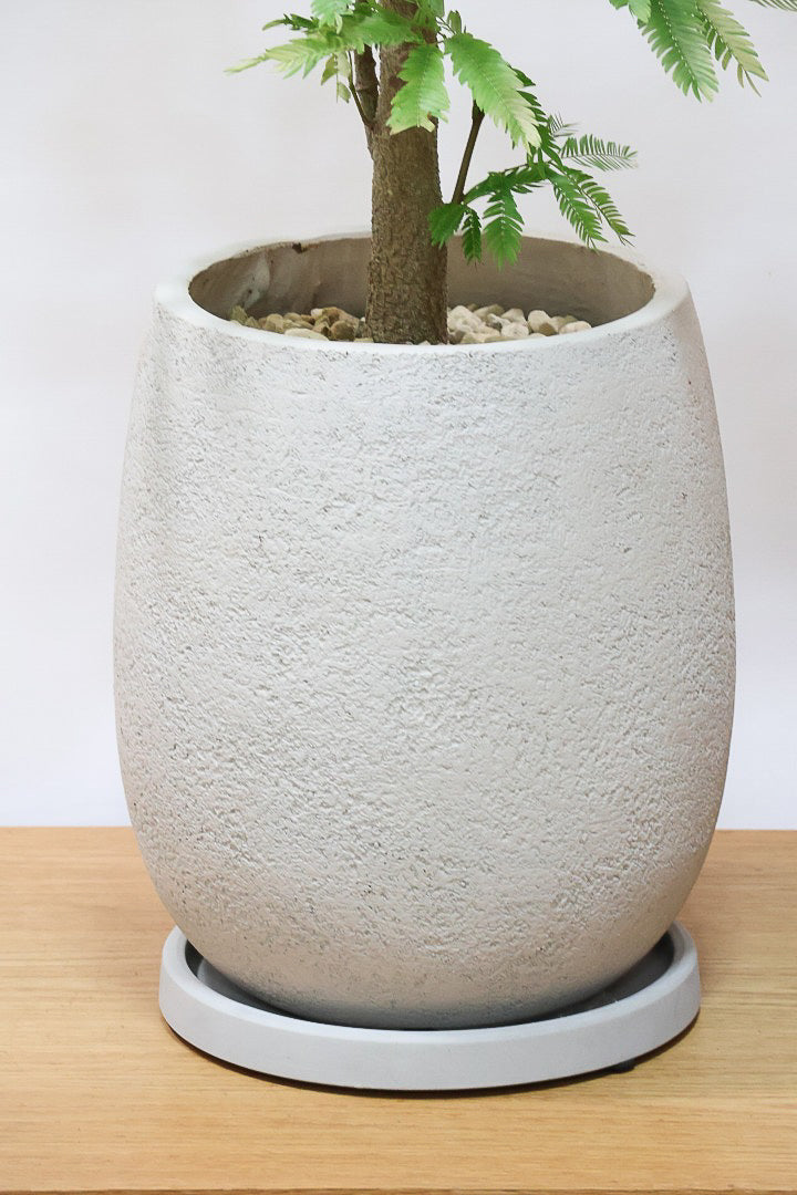 【エバーフレッシュ】ボリュームがあるタイプ！幹もとてもしっかりとしていますので、存在感がありますよ！