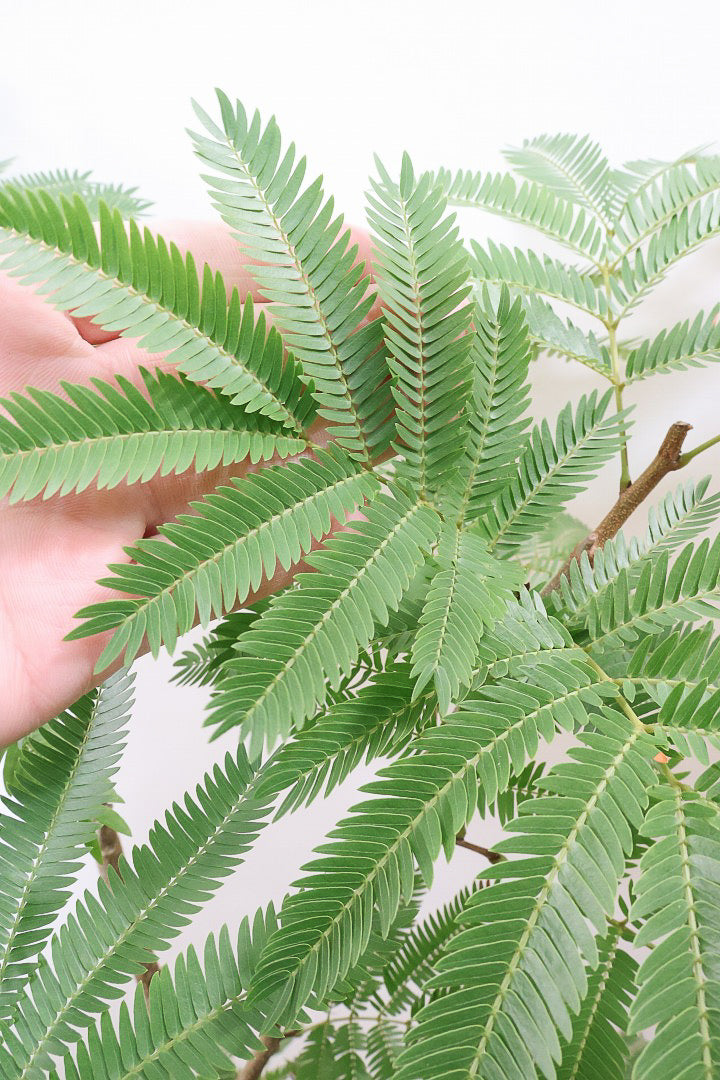 【エバーフレッシュ】ボリュームがあるタイプ！幹もとてもしっかりとしていますので、存在感がありますよ！