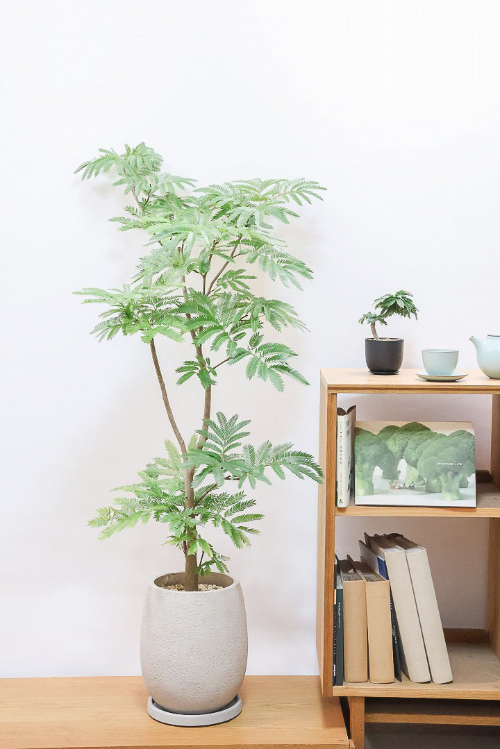 【エバーフレッシュ】ボリュームがあるタイプ！幹もとてもしっかりとしていますので、存在感がありますよ！