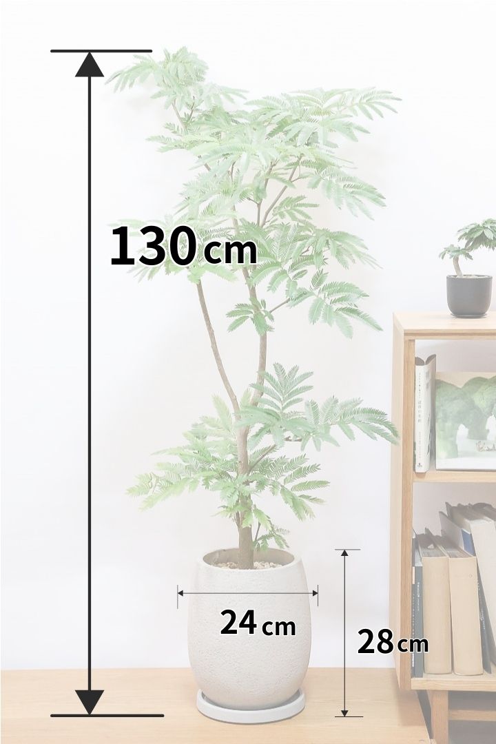 【エバーフレッシュ】ボリュームがあるタイプ！幹もとてもしっかりとしていますので、存在感がありますよ！