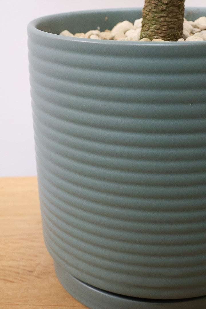 【エバーフレッシュ】カッコいい幹をお探しの方は必見！この幹太さもスタイルもカッコいいと思うんです！