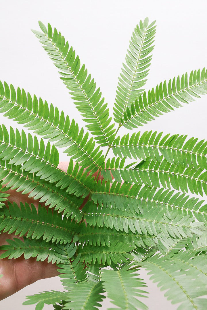 【エバーフレッシュ】カッコいい幹をお探しの方は必見！この幹太さもスタイルもカッコいいと思うんです！