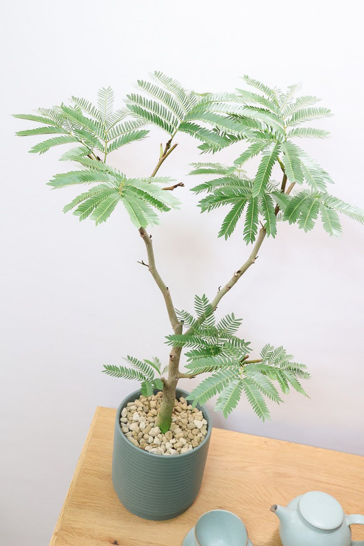 【エバーフレッシュ】カッコいい幹をお探しの方は必見！この幹太さもスタイルもカッコいいと思うんです！